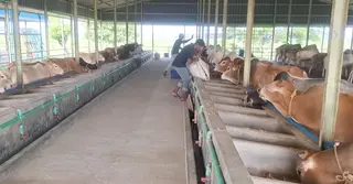 কোরবানির ঈদ সামনে রেখে চাঁদপুরে গরু মোটাতাজাকরণে ব্যস্ত খামারিরা